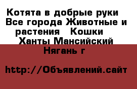 Котята в добрые руки - Все города Животные и растения » Кошки   . Ханты-Мансийский,Нягань г.